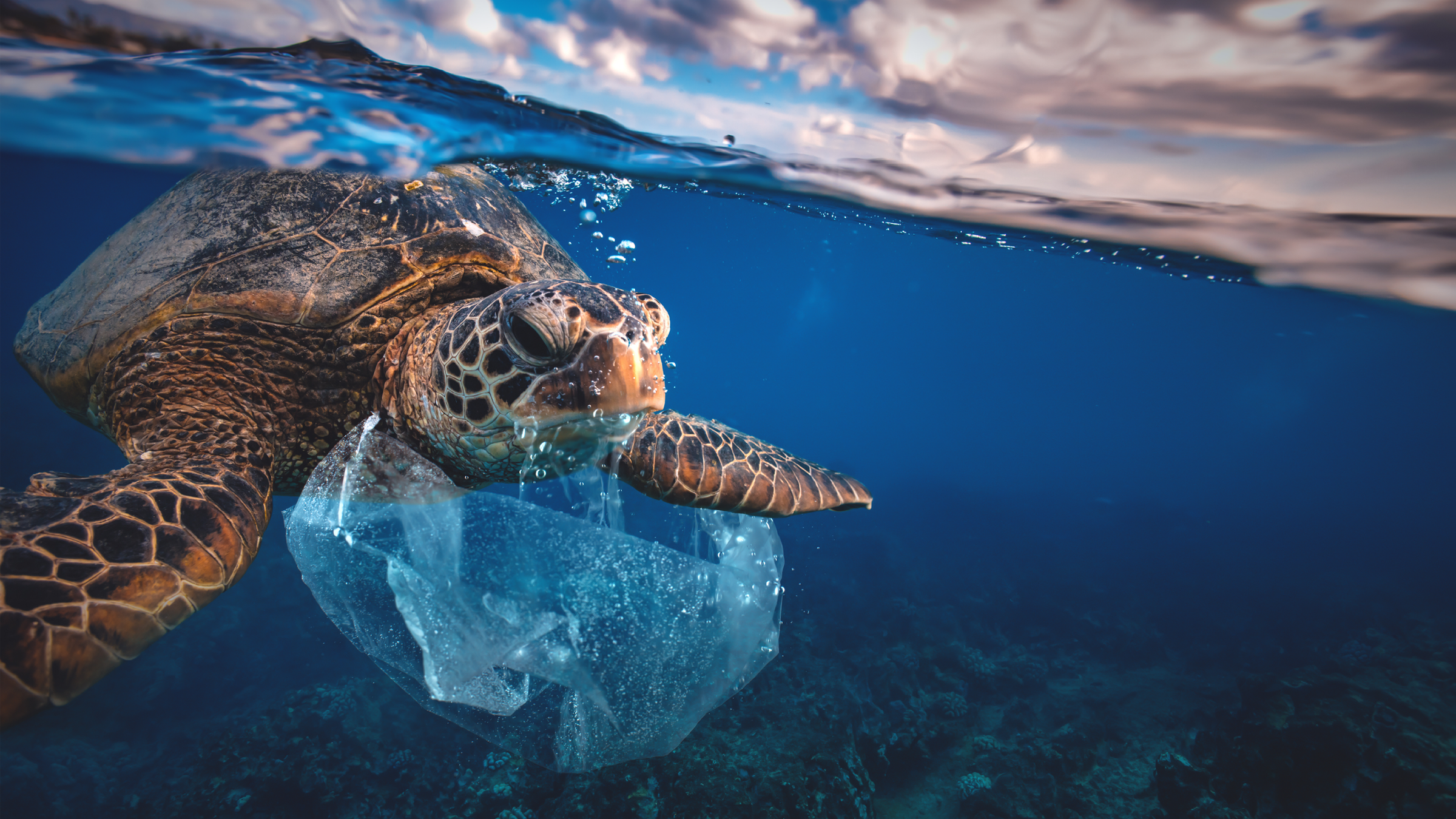 Un'immagine di una tartaruga che nuota in spazzatura, con un sacchetto di plastica avvolto intorno.