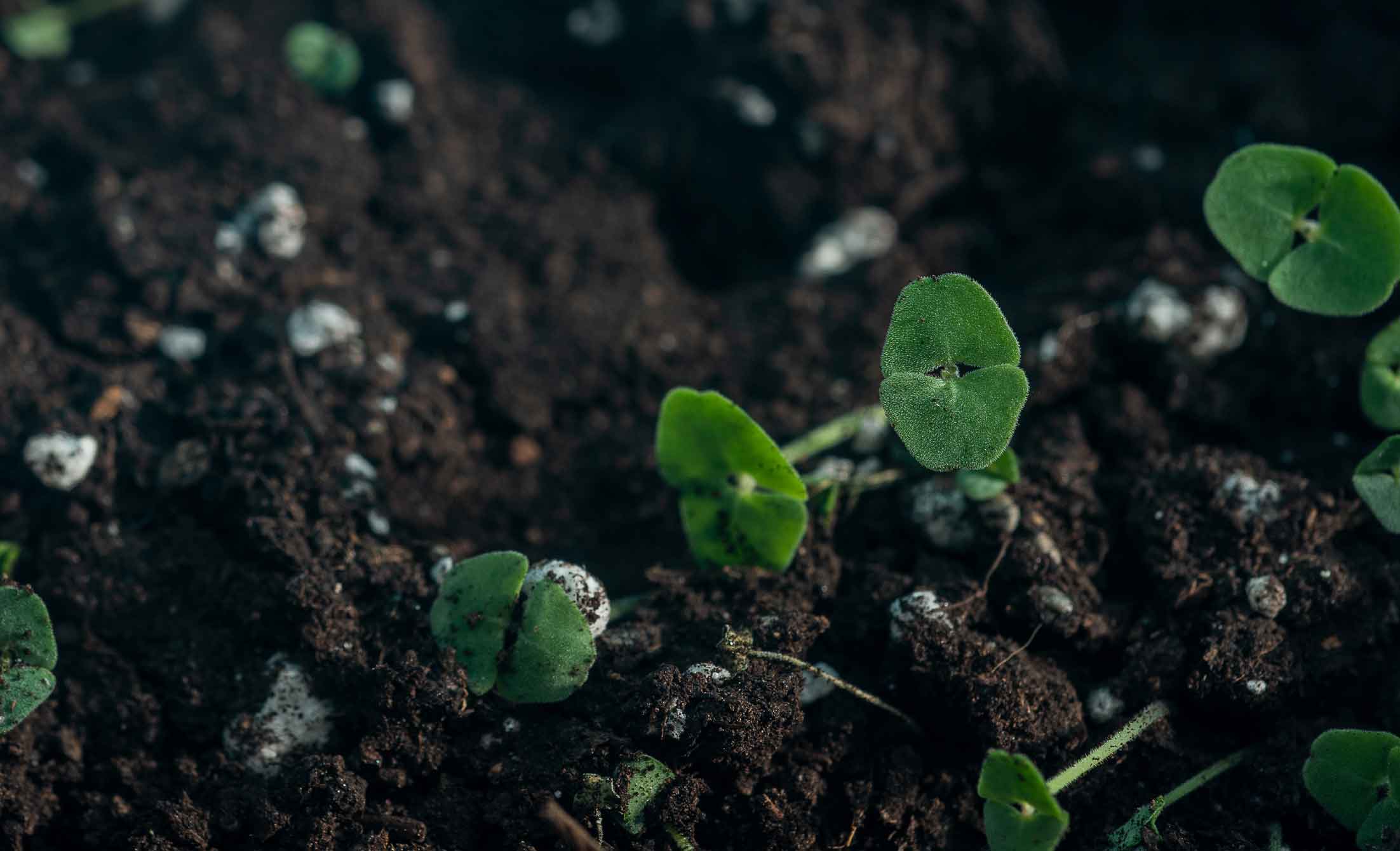 I germogli spuntano dal terreno