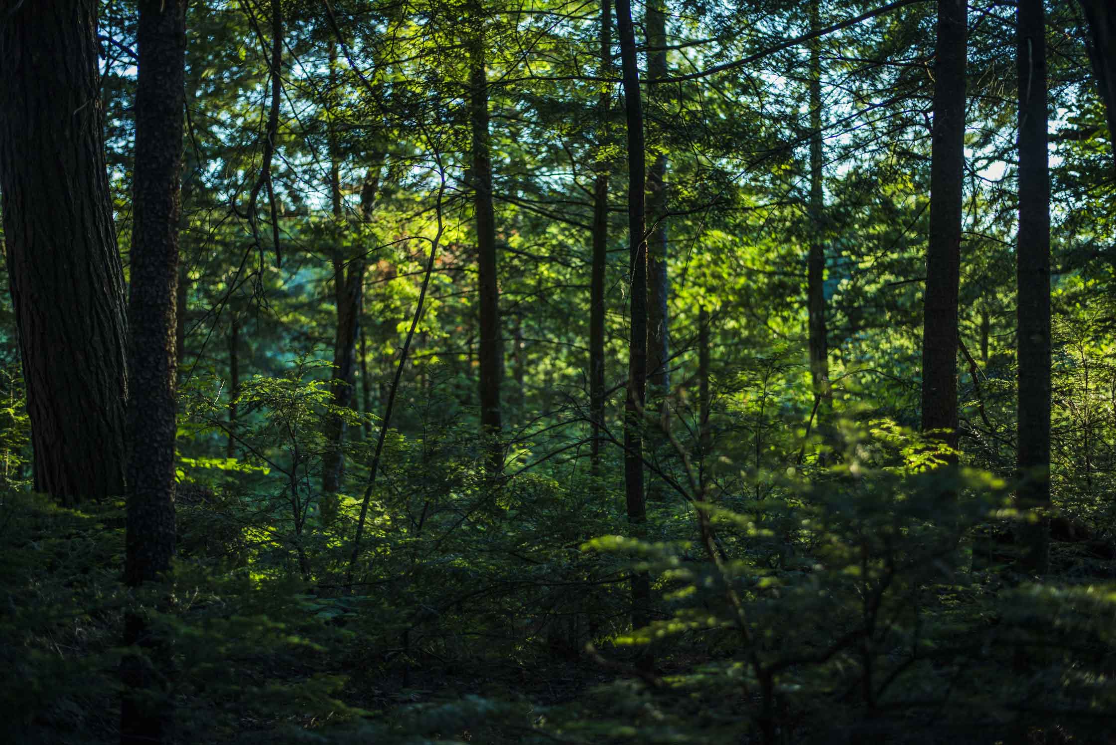 Una immagine di una fitta foresta.